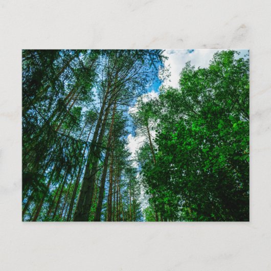 Natuur Landschap Forest Belarus Briefkaart (Voorkant)
