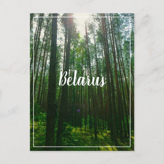 Natuur Landschap Forest Belarus Briefkaart (Voorkant)