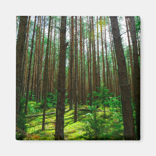 Natuur Landschap Forest Belarus Magnet (Voorkant)