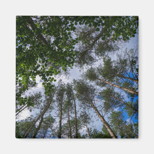 Natuur Landschap Forest Belarus Magnet