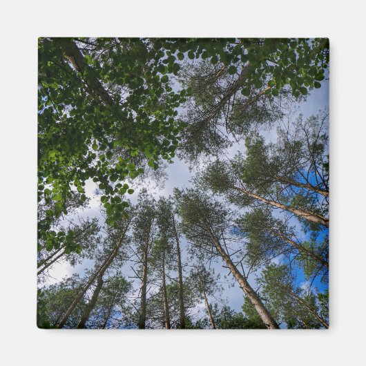 Natuur Landschap Forest Belarus Magnet (Voorkant)