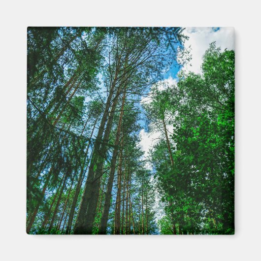 Natuur Landschap Forest Belarus Magnet (Voorkant)