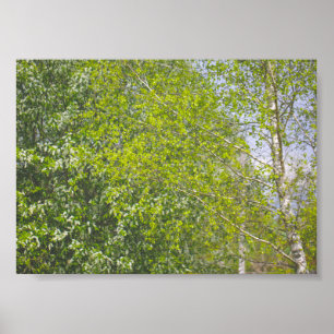 Natuur Landschap Plattelandslandschap Bomen Poster