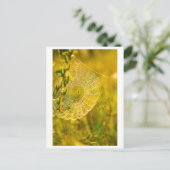 Natuur Landschap Spider Spiderweb Briefkaart (Staand voorkant)
