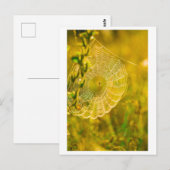 Natuur Landschap Spider Spiderweb Briefkaart (Voorkant / Achterkant)