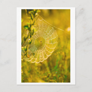 Natuur Landschap Spider Spiderweb Briefkaart