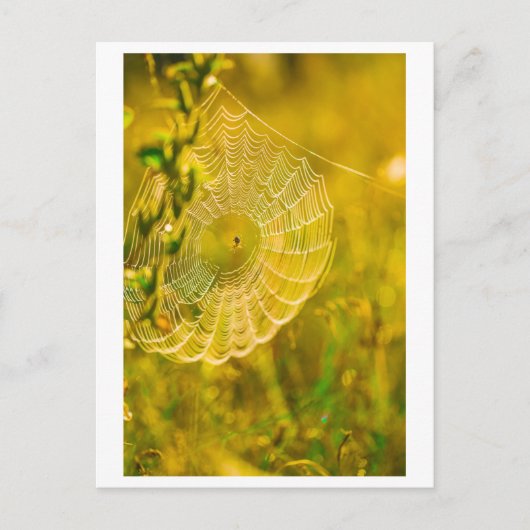 Natuur Landschap Spider Spiderweb Briefkaart (Voorkant)