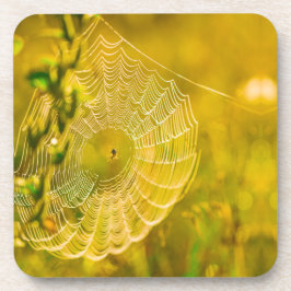 Natuur Landschap Spider Spiderweb Sunlight Bier Onderzetter