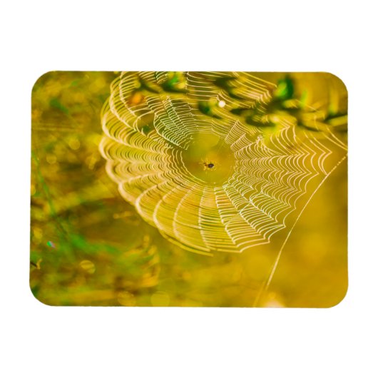 Natuur Landschap Spider Spiderweb Sunlight Magneet (Horizontaal)