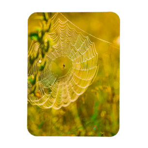 Natuur Landschap Spider Spiderweb Sunlight Magneet