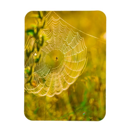 Natuur Landschap Spider Spiderweb Sunlight Magneet (Verticaal)