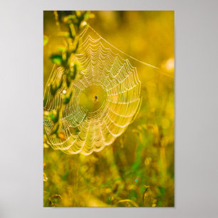 Natuur Landschap Spider Spiderweb Sunlight Poster