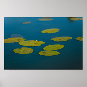 Natuur Landschap Water Lily verlaat Pond Poster