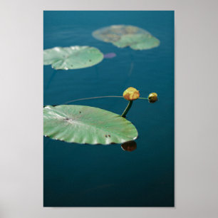 Natuur Landschap Yellow Water Lily Pond Poster