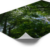 Natuur landschapsbos Wit-Russisch Poster (Hoek)