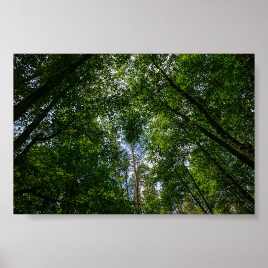 Natuur landschapsbos Wit-Russisch Poster (Voorkant)