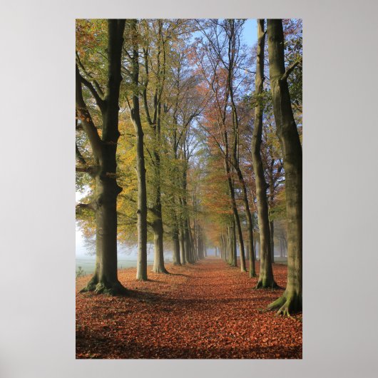 Natuur landschapsfotografie herfstbomen poster (Voorkant)