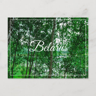Natuur Landschapslandschap Birch Belarus Briefkaar Briefkaart