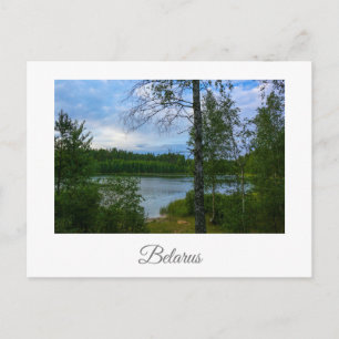 Natuur Landschapslandschap Birch Belarus Briefkaar Briefkaart