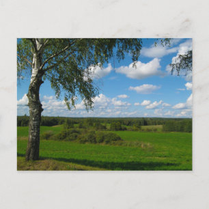 Natuur Landschapslandschap Birch Belarus Briefkaar Briefkaart