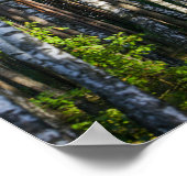 Natuur Landschapslandschap Bosboombossen Poster (Hoek)