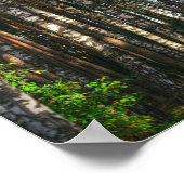 Natuur Landschapslandschap Bosboombossen Poster (Hoek)