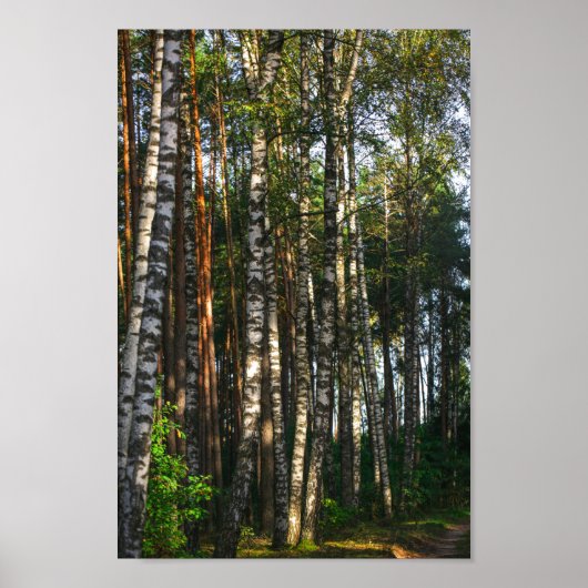 Natuur Landschapslandschap Bosboombossen Poster (Voorkant)