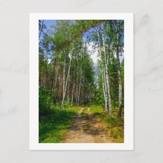 Natuur Landschapslandschap Forest Birch Belarus Briefkaart (Voorkant)