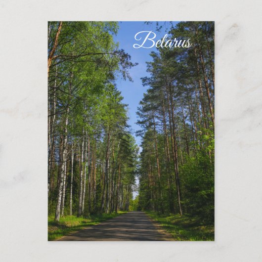 Natuur Landschapslandschap Forest Birch Belarus Briefkaart (Voorkant)