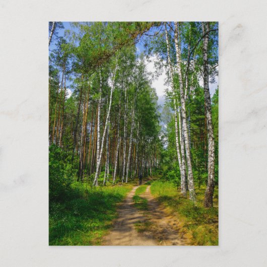 Natuur Landschapslandschap Forest Birch Belarus Briefkaart (Voorkant)