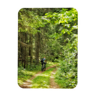 Natuur Landschapslandschap Forest Birch Belarus Magneet