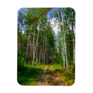 Natuur Landschapslandschap Forest Birch Belarus Magneet