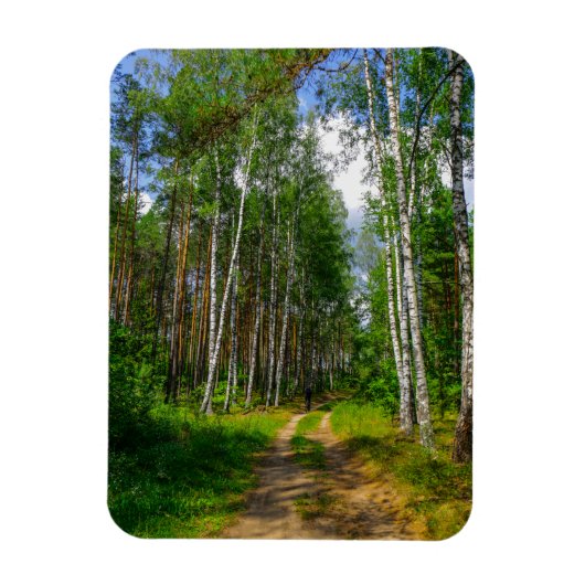 Natuur Landschapslandschap Forest Birch Belarus Magneet (Verticaal)