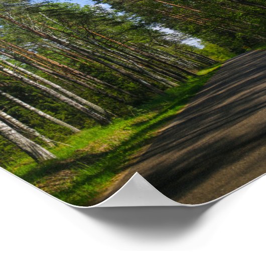 Natuur Landschapslandschap Forest Birch Belarus Poster (Hoek)