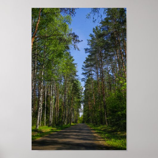 Natuur Landschapslandschap Forest Birch Belarus Poster (Voorkant)