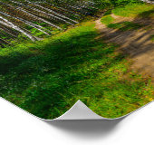 Natuur Landschapslandschap Forest Birch Belarus Poster (Hoek)