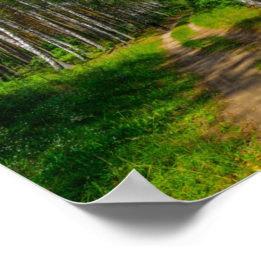 Natuur Landschapslandschap Forest Birch Belarus Poster (Hoek)