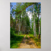 Natuur Landschapslandschap Forest Birch Belarus Poster (Voorkant)