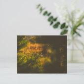 Natuur Landschapslandschap Forest Spider Spiderweb Briefkaart (Staand voorkant)
