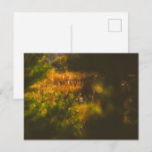 Natuur Landschapslandschap Forest Spider Spiderweb Briefkaart (Voorkant / Achterkant)