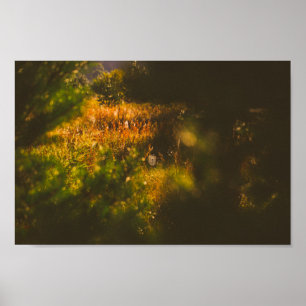 Natuur Landschapslandschap Forest Spider Spiderweb Poster