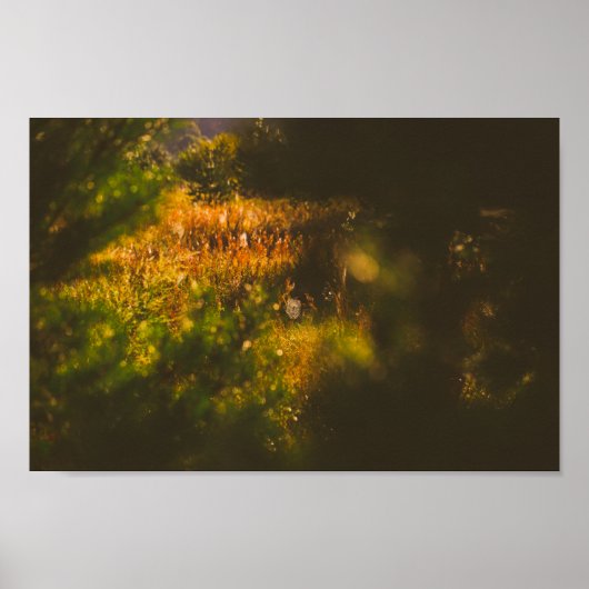 Natuur Landschapslandschap Forest Spider Spiderweb Poster (Voorkant)