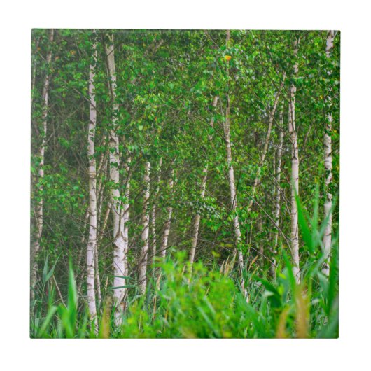 Natuur landschapslandschappen tegeltje (Voorkant)