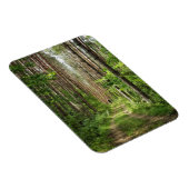 Natuur Landschapslandschapsbos Bot Wit-Rusland Magneet (Rechterzijde)