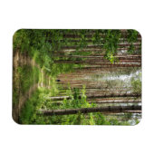 Natuur Landschapslandschapsbos Bot Wit-Rusland Magneet (Horizontaal)