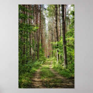 Natuur Landschapslandschapsbos Bot Wit-Rusland Poster