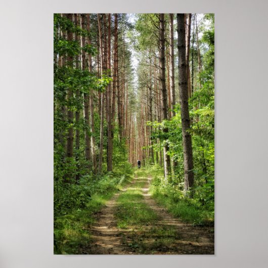 Natuur Landschapslandschapsbos Bot Wit-Rusland Poster (Voorkant)