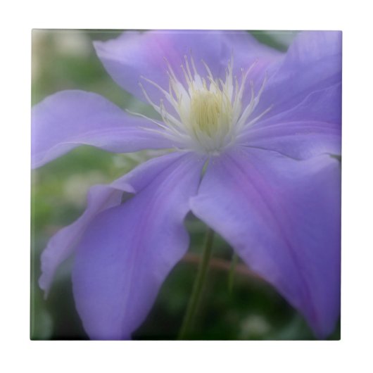 Natuur lavender Clematis-ventilator Tegeltje (Voorkant)
