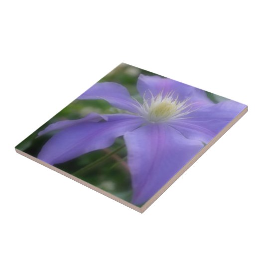 Natuur lavender Clematis-ventilator Tegeltje (Zijkant)