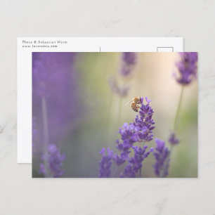 Natuur Lavender Flower Honeybee Briefkaart